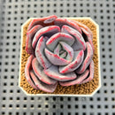 Echeveria Hybrid sp. 1"-2" Hand-Selected Clone (From Brotherly Farm) Succulent Plant Cutting