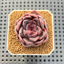Echeveria Hybrid sp. 1"-2" Hand-Selected Clone (From Brotherly Farm) Succulent Plant Cutting