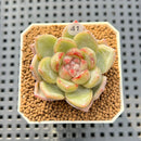 Echeveria Hybrid sp. 1"-2" Hand-Selected Clone (From Brotherly Farm) Succulent Plant Cutting