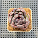 Echeveria Hybrid sp. 1"-2" Hand-Selected Clone (From Brotherly Farm) Succulent Plant Cutting