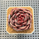 Echeveria Hybrid sp. 1"-2" Hand-Selected Clone (From Brotherly Farm) Succulent Plant Cutting