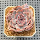 Echeveria Hybrid sp. 1"-2" Hand-Selected Clone (From Brotherly Farm) Succulent Plant Cutting