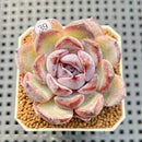 Echeveria Hybrid sp. 1"-2" Hand-Selected Clone (From Brotherly Farm) Succulent Plant Cutting