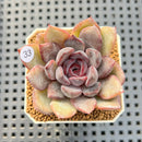 Echeveria Hybrid sp. 1"-2" Hand-Selected Clone (From Brotherly Farm) Succulent Plant Cutting
