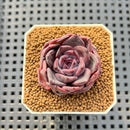 Echeveria Hybrid sp. 1"-2" Hand-Selected Clone (From Brotherly Farm) Succulent Plant Cutting