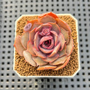 Echeveria Hybrid sp. 1"-2" Hand-Selected Clone (From Brotherly Farm) Succulent Plant Cutting