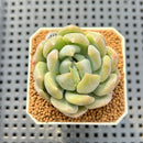 Echeveria Hybrid sp. 1"-2" Hand-Selected Clone (From Brotherly Farm) Succulent Plant Cutting