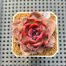 Echeveria Hybrid sp. 1"-2" Hand-Selected Clone (From Brotherly Farm) Succulent Plant Cutting