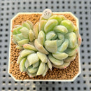 Echeveria Hybrid sp. 1"-2" Hand-Selected Clone (From Brotherly Farm) Succulent Plant Cutting