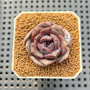 Echeveria Hybrid sp. 1"-2" Hand-Selected Clone (From Brotherly Farm) Succulent Plant Cutting