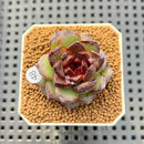 Echeveria Hybrid sp. 1"-2" Hand-Selected Clone (From Brotherly Farm) Succulent Plant Cutting