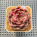 Echeveria Hybrid sp. 1"-2" Hand-Selected Clone (From Brotherly Farm) Succulent Plant Cutting