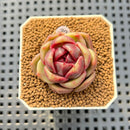 Echeveria Hybrid sp. 1"-2" Hand-Selected Clone (From Brotherly Farm) Succulent Plant Cutting