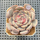 Echeveria Hybrid sp. 1"-2" Hand-Selected Clone (From Brotherly Farm) Succulent Plant Cutting
