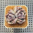 Echeveria Hybrid sp. 1"-2" Hand-Selected Clone (From Brotherly Farm) Succulent Plant Cutting