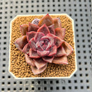 Echeveria Hybrid sp. 1"-2" Hand-Selected Clone (From Brotherly Farm) Succulent Plant Cutting