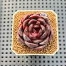 Echeveria Hybrid sp. 1"-2" Hand-Selected Clone (From Brotherly Farm) Succulent Plant Cutting