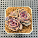 Echeveria Hybrid sp. 1"-2" Hand-Selected Clone (From Brotherly Farm) Succulent Plant Cutting
