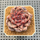 Echeveria Hybrid sp. 1"-2" Hand-Selected Clone (From Brotherly Farm) Succulent Plant Cutting