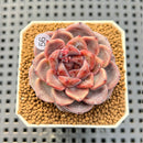 Echeveria Hybrid sp. 1"-2" Hand-Selected Clone (From Brotherly Farm) Succulent Plant Cutting