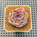 Echeveria Hybrid sp. 1"-2" Hand-Selected Clone (From Brotherly Farm) Succulent Plant Cutting