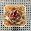 Echeveria Hybrid sp. 1"-2" Hand-Selected Clone (From Brotherly Farm) Succulent Plant Cutting