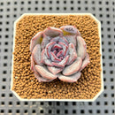 Echeveria Hybrid sp. 1"-2" Hand-Selected Clone (From Brotherly Farm) Succulent Plant Cutting
