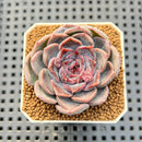 Echeveria Hybrid sp. 1"-2" Hand-Selected Clone (From Brotherly Farm) Succulent Plant Cutting