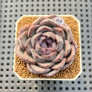 Echeveria Hybrid sp. 1"-2" Hand-Selected Clone (From Brotherly Farm) Succulent Plant Cutting