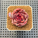 Echeveria Hybrid sp. 1"-2" Hand-Selected Clone (From Brotherly Farm) Succulent Plant Cutting