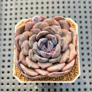 Echeveria Hybrid sp. 1"-2" Hand-Selected Clone (From Brotherly Farm) Succulent Plant Cutting