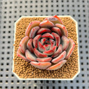 Echeveria Hybrid sp. 1"-2" Hand-Selected Clone (From Brotherly Farm) Succulent Plant Cutting