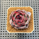Echeveria Hybrid sp. 1"-2" Hand-Selected Clone (From Brotherly Farm) Succulent Plant Cutting