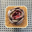 Echeveria Hybrid sp. 1"-2" Hand-Selected Clone (From Brotherly Farm) Succulent Plant Cutting
