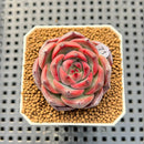 Echeveria Hybrid sp. 1"-2" Hand-Selected Clone (From Brotherly Farm) Succulent Plant Cutting
