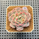 Echeveria Hybrid sp. 1"-2" Hand-Selected Clone (From Brotherly Farm) Succulent Plant Cutting