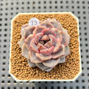 Echeveria Hybrid sp. 1"-2" Hand-Selected Clone (From Brotherly Farm) Succulent Plant Cutting