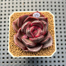 Echeveria Hybrid sp. 1"-2" Hand-Selected Clone (From Brotherly Farm) Succulent Plant Cutting