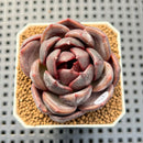 Echeveria Hybrid sp. 1"-2" Hand-Selected Clone (From Brotherly Farm) Succulent Plant Cutting