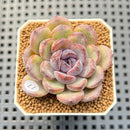 Echeveria Hybrid sp. 1"-2" Hand-Selected Clone (From Brotherly Farm) Succulent Plant Cutting