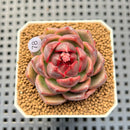 Echeveria Hybrid sp. 1"-2" Hand-Selected Clone (From Brotherly Farm) Succulent Plant Cutting