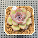 Echeveria Hybrid sp. 1"-2" Hand-Selected Clone (From Brotherly Farm) Succulent Plant Cutting