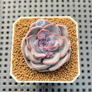 Echeveria Hybrid sp. 1"-2" Hand-Selected Clone (From Brotherly Farm) Succulent Plant Cutting