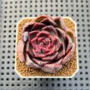 Echeveria Hybrid sp. 1"-2" Hand-Selected Clone (From Brotherly Farm) Succulent Plant Cutting