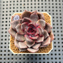 Echeveria Hybrid sp. 1"-2" Hand-Selected Clone (From Brotherly Farm) Succulent Plant Cutting