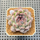 Echeveria Hybrid sp. 1"-2" Hand-Selected Clone (From Brotherly Farm) Succulent Plant Cutting