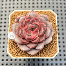 Echeveria Hybrid sp. 1"-2" Hand-Selected Clone (From Brotherly Farm) Succulent Plant Cutting