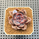 Echeveria Hybrid sp. 1"-2" Hand-Selected Clone (From Brotherly Farm) Succulent Plant Cutting