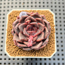 Echeveria Hybrid sp. 1"-2" Hand-Selected Clone (From Brotherly Farm) Succulent Plant Cutting