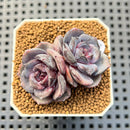 Echeveria Hybrid sp. 1"-2" Hand-Selected Clone (From Brotherly Farm) Succulent Plant Cutting